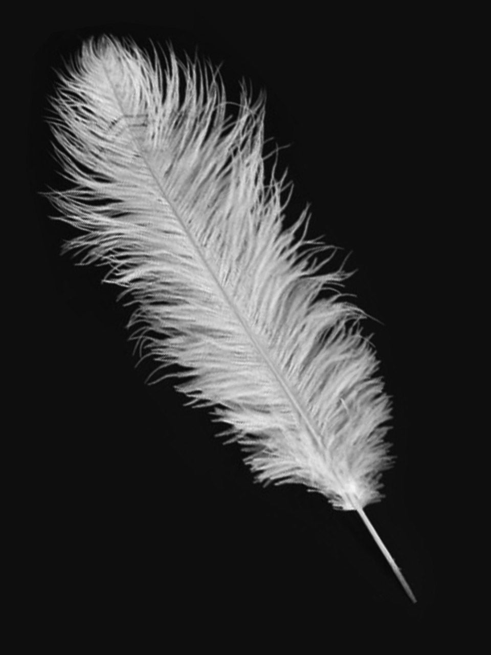 White Ostrich Feathers - 22" - 32"