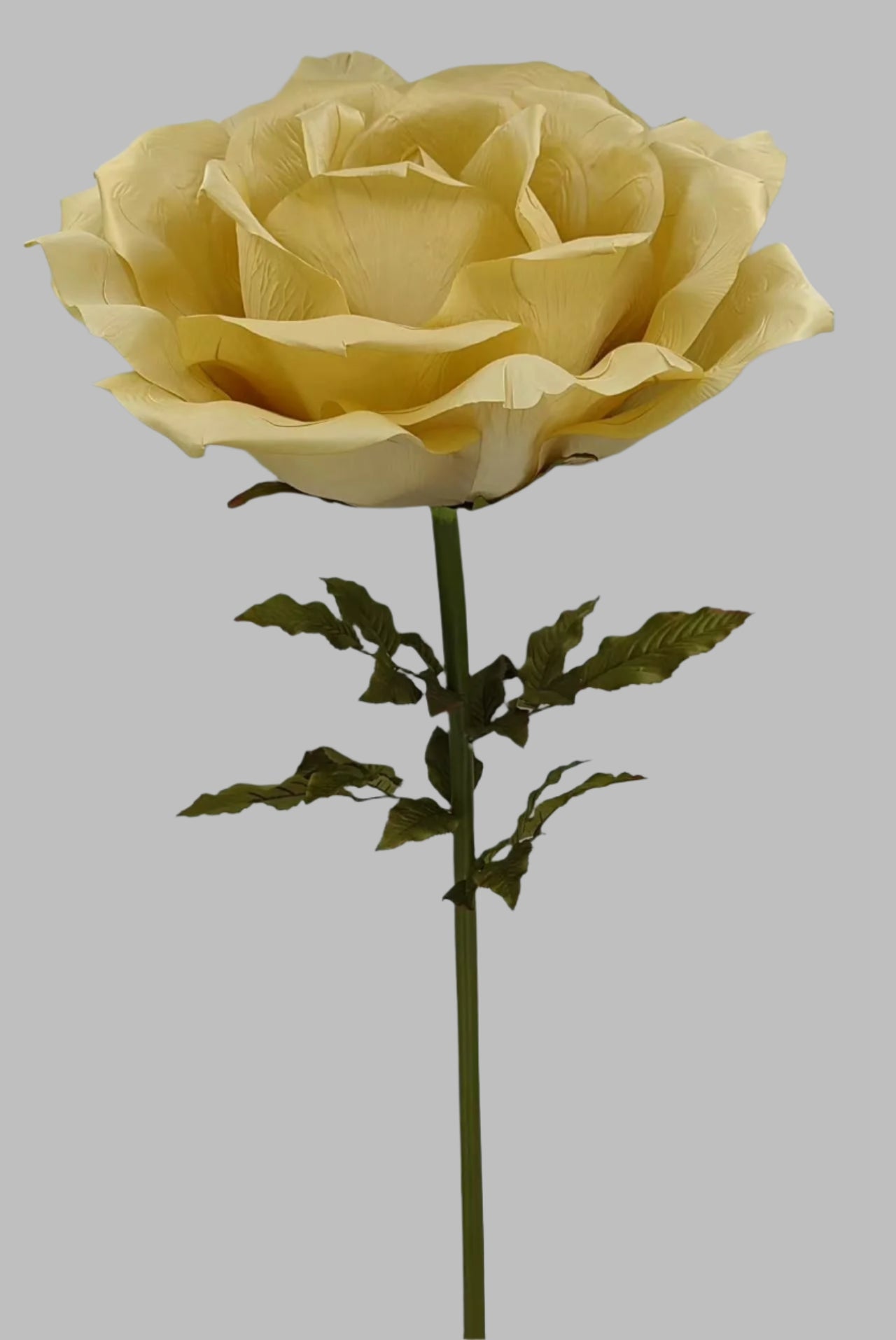 Giant Gold Rose